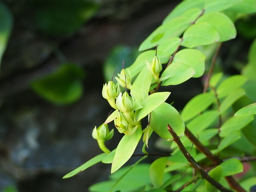 Hypericum formosanum, photograph 3