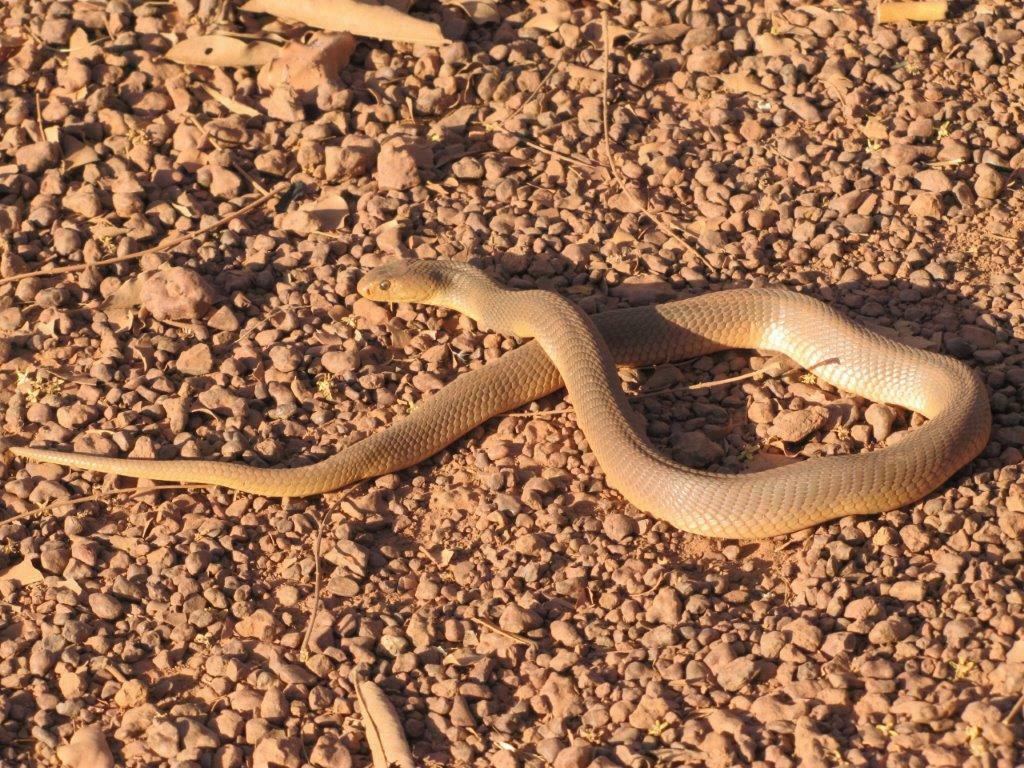 Katian Spitting Cobra