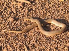 Katian Spitting Cobra photo 1