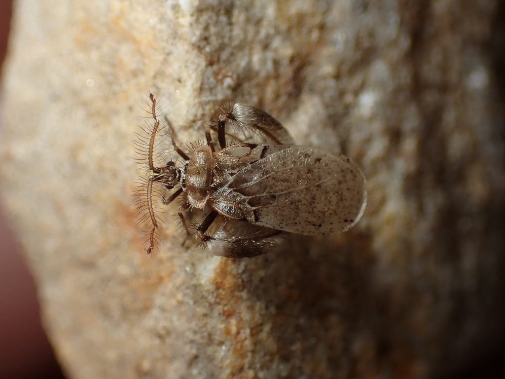 Ptilocnemus pallidus