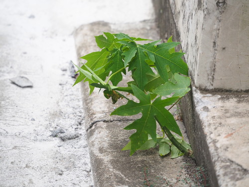 Carica papaya