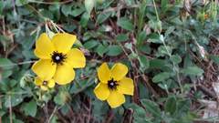 Tuberaria globulariifolia