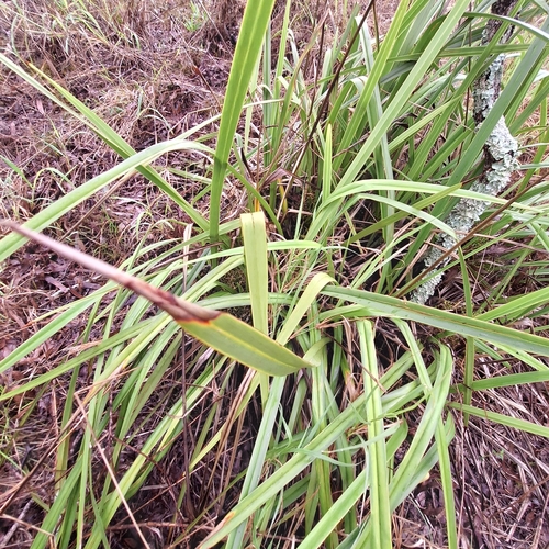 Image of Dianella brevipedunculata by (c) Greg Tasney, some rights reserved (CC BY-SA)