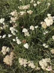 Achillea millefolium