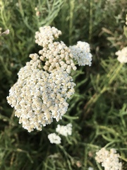 Achillea millefolium