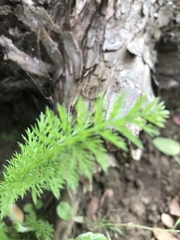 Achillea millefolium