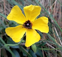 Tuberaria globulariifolia