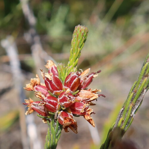 False Heath (Audouinia capitata)