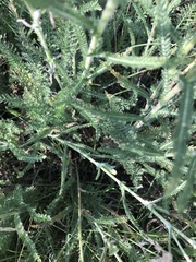 Achillea millefolium