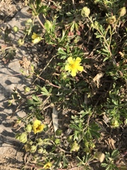 Potentilla argentea