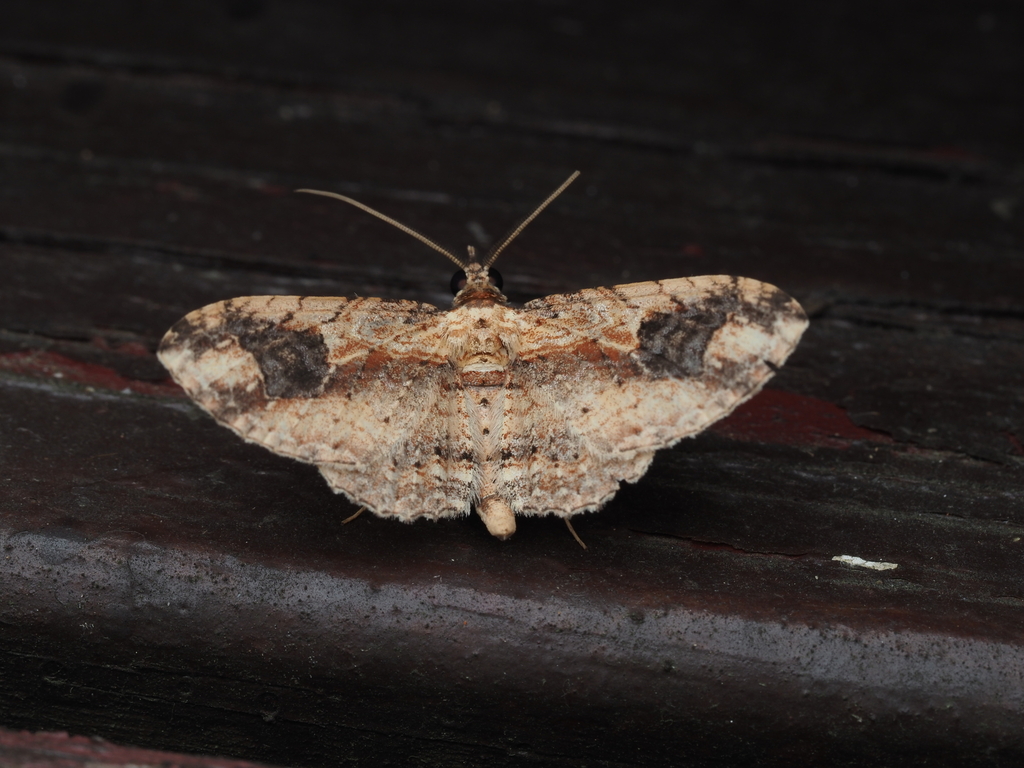 Ziridava kanshireiensis