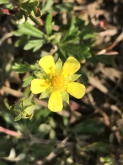 Potentilla argentea