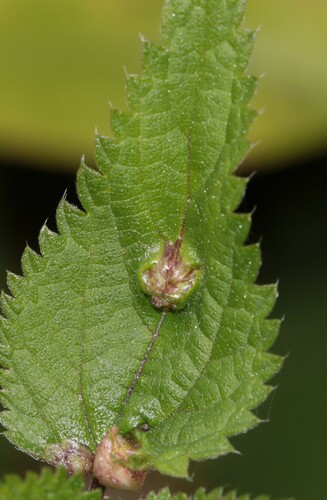Nettle Pouch Gall Midge, Ede, Nederland, photo 7 of 10