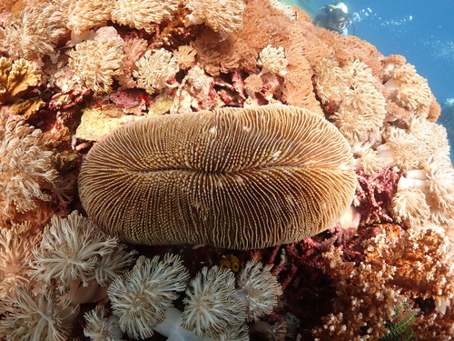 Ctenactis echinata observed 2024-11-11