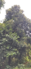 Poeciloneuron indicum (Poeciloneuron indicum)