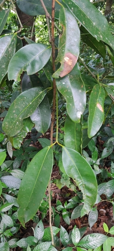 Image of Poeciloneuron indicum by (c) T R Shankar Raman, some rights reserved (CC BY)