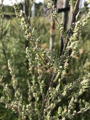 Artemisia vulgaris