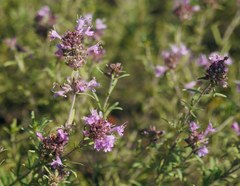 Thymus pallasianus