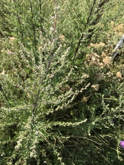 Artemisia vulgaris