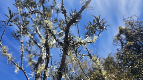 Image of Korthalsella clavata by no rights reserved
