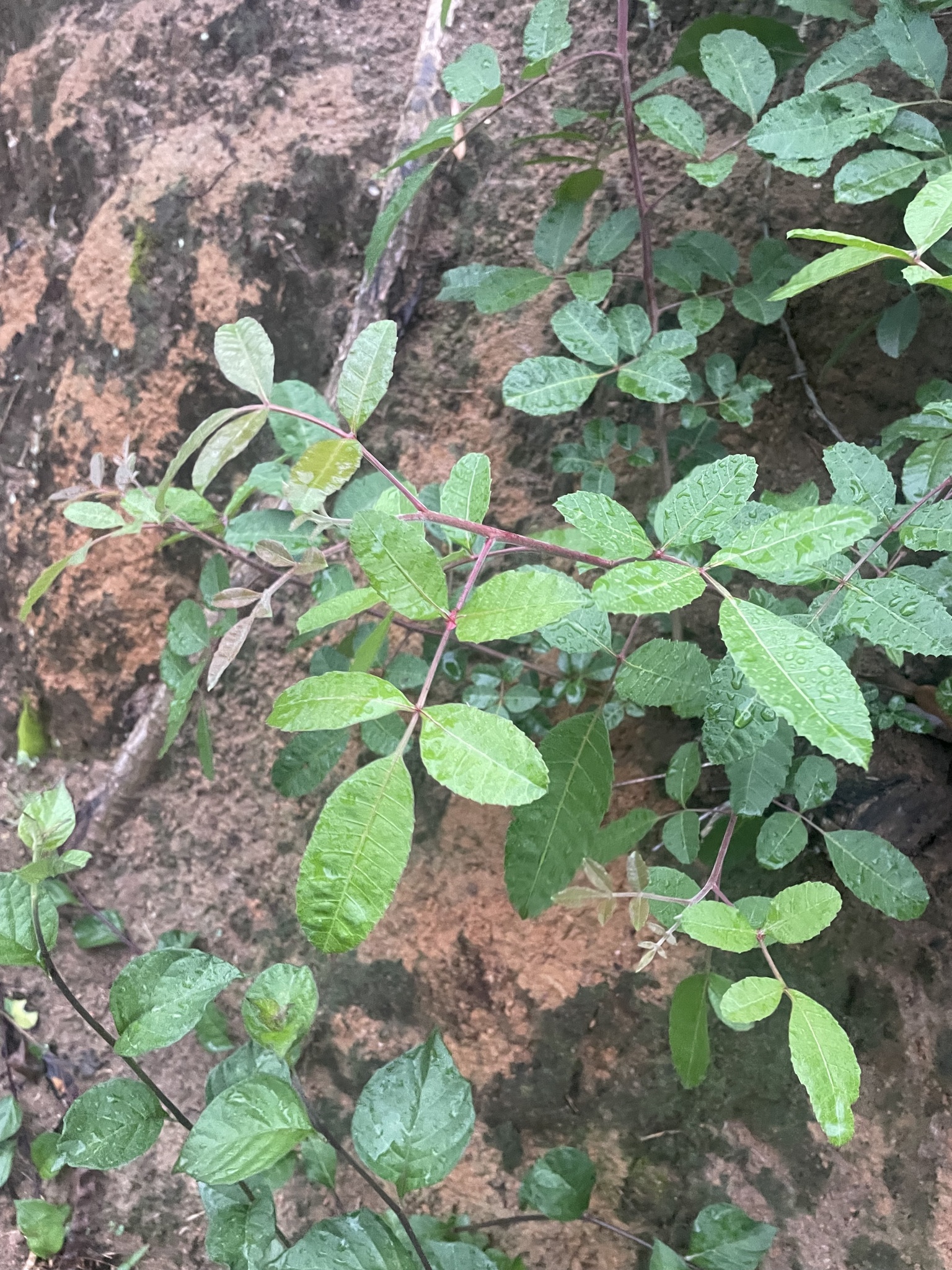 Schinus terebinthifolia