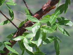Bursera kerberi