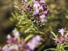 Euodynerus disconotatus