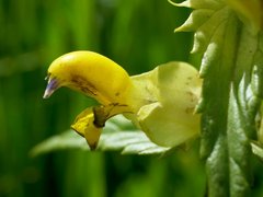 Rhinanthus glacialis