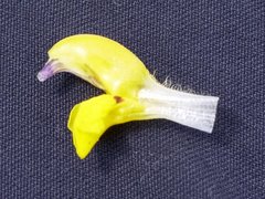 Rhinanthus glacialis