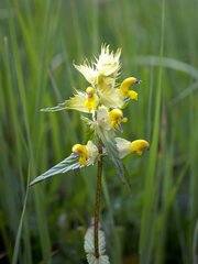 Rhinanthus glacialis