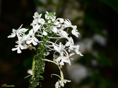 Calanthe