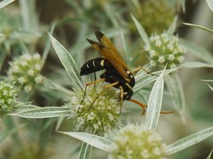 Parabatozonus lacerticida