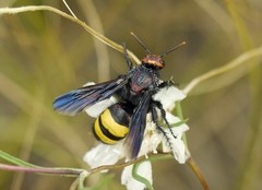 Scolia galbula