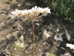 Daucus carota