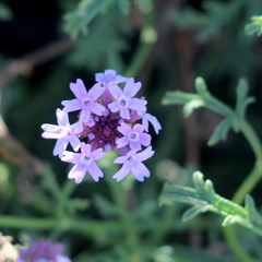Glandularia lilacina