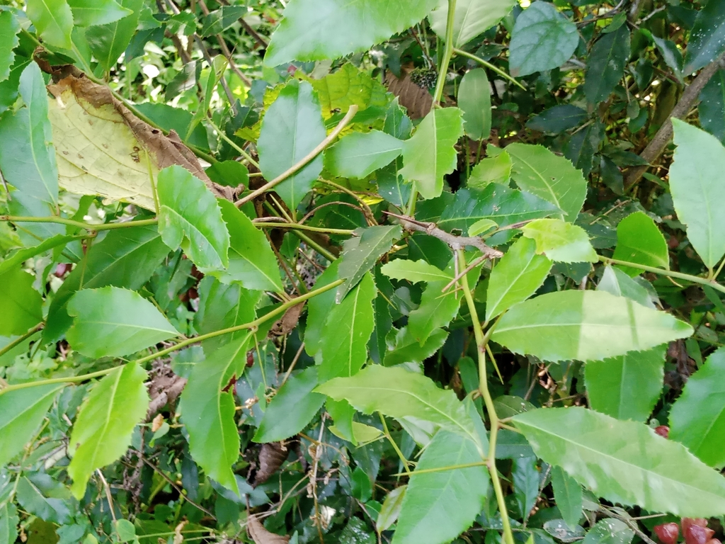 Gymnosporia keniensis