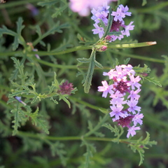 Glandularia lilacina