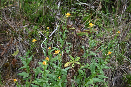 Image of Xerochrysum bracteatum by (c) jraus, some rights reserved (CC BY-SA)