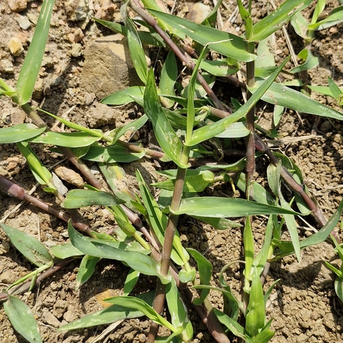 Nile Grass (Acroceras macrum)