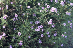 Glandularia lilacina
