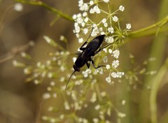 Eoferreola erythraea