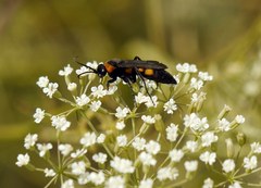 Eoferreola erythraea