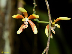 Phalaenopsis fuscata