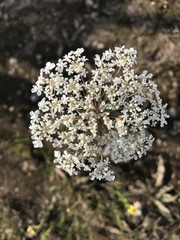 Daucus carota