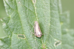 Macropsis