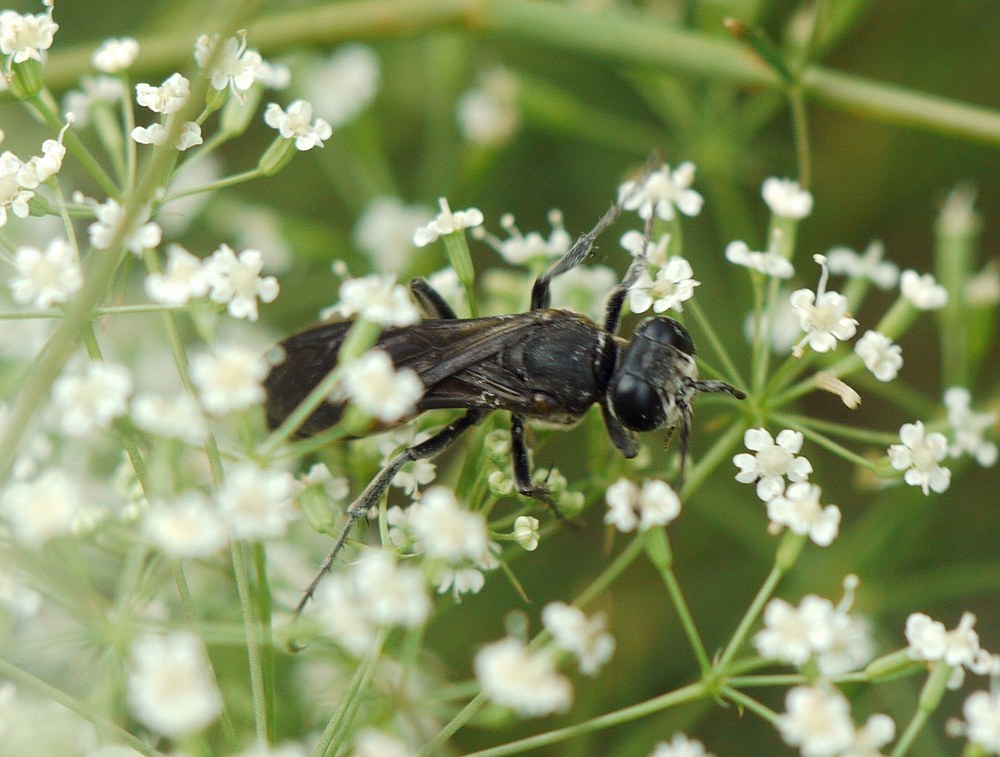 Larra anathema