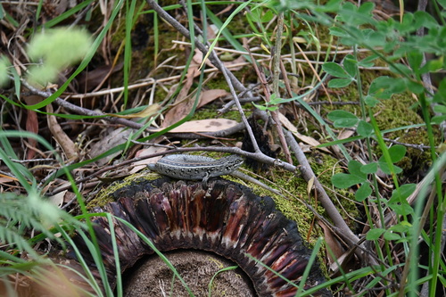 White's Rock-skink, Liopholis whitii