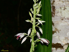 Phaius