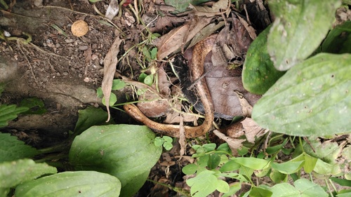 Boulenger's Slug Snake