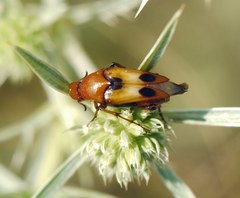 Macrosiagon bimaculata